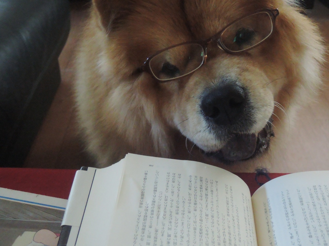 chow29dora:  読書の秋。 Fall is the best season for reading. In the past, it
