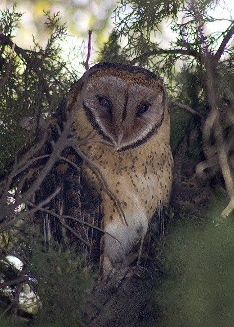 libutron:  Tasmanian Masked Owl (i) by Nuytsia@Tas on Flickr. Tyto novaehollandiae