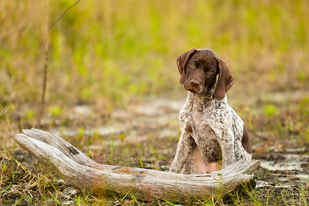 moj-beli-cvet:  Riley, a German shorthaired pointer from Palm Beach Gardens, Florida.