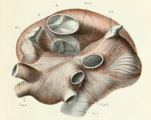 nemfrog: The muscles of the atria, viewed from above. Handbuch der Anatomie des Menschen. 1896.