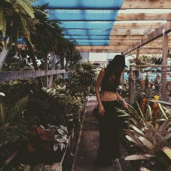 gypsyone:  Plant shopping 