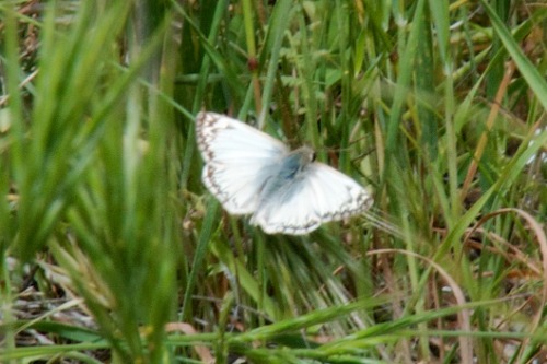 rjzimmerman:  Today’s hike with camera was the Big Morongo Canyon Preserve, Morongo Valley, California. The canyon trail was loaded with butterflies and moths commuting, dining, and making babies. I know one of these is a Painted lady butterfly, but