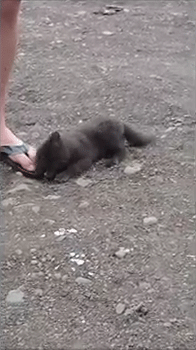 sizvideos:  Video 