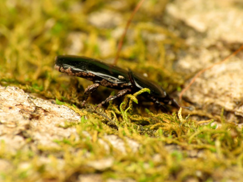 onenicebugperday: Flattened clown beetle, Hololepta aequalis, Histeridae Found in the US and Canada,