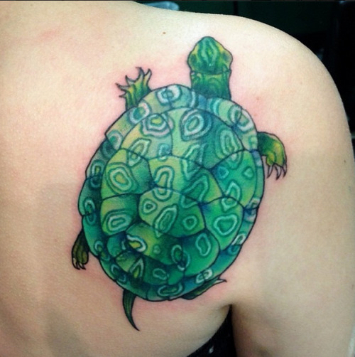 An Eastern River Cooter (but without oranges! ;A; )! Thanks, Shanna!!