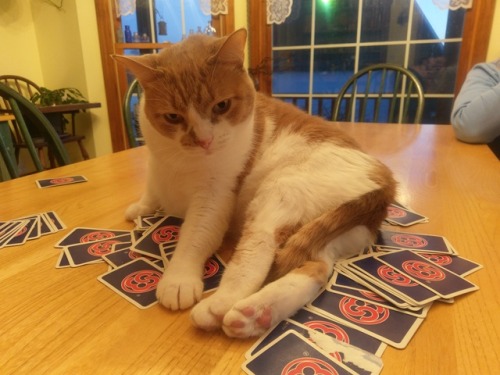 awardwinningbread: talkinboutmygirls: talkinboutmygirls: Well, we WERE playing Skip-bo…. Than