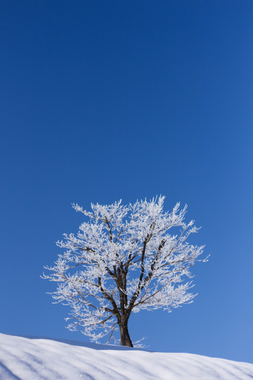 worl-d:White tree (by kabtan)