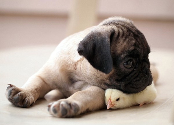 ragazza-orribile:conflictingheart:puppy pug and chick are best friends.  photos