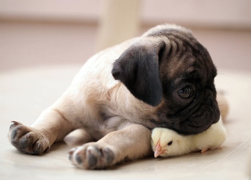 XXX nubbsgalore:puppy pug and chick are best photo