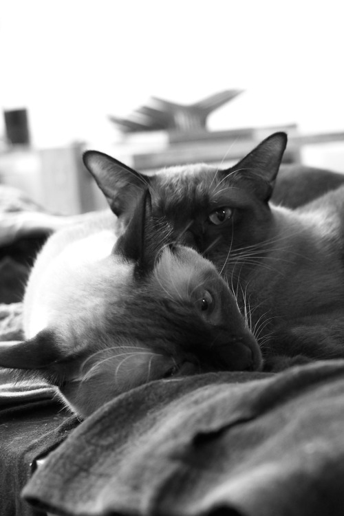 My 2 studio assistants: on the left &lt; Singto the siamese on the right &gt; Saming the tonkinese 