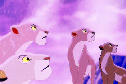 queenrhaenyra:  → The Lion King + lionesses 