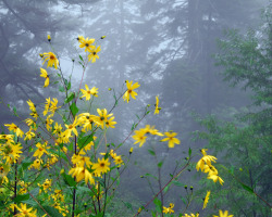 90377: fog and flowers by Steve Wall  