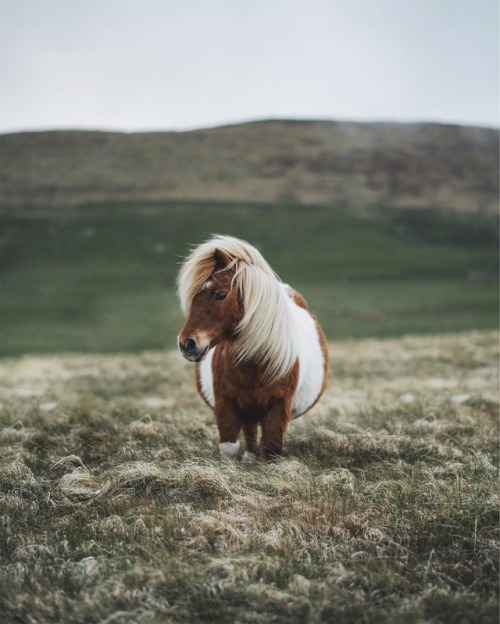 creatures-alive:by Alex Mazurov