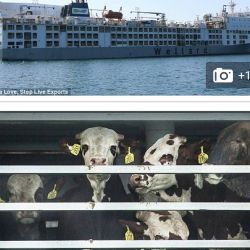 Isn&rsquo;t it crazy to think that at this moment 13,000 (imagine that number) cows and sheep are stranded on a ship without food or water off the coast of Australia, they are dying and no one is talking about it? Even more&hellip;.? Even if they are