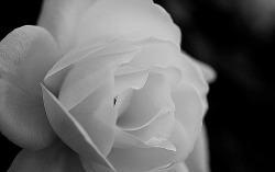 whitenes-s:  white ghost macro by Tony Medina 