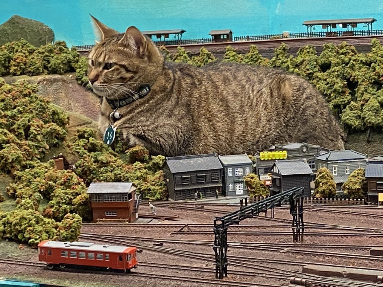 his-shining-tears:Cats and train miniature