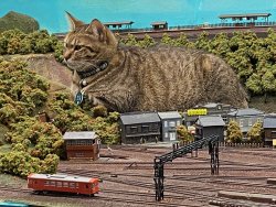 his-shining-tears:Cats and train miniature