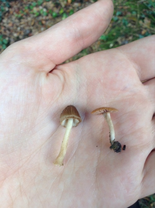 eumycota:  Thursday 