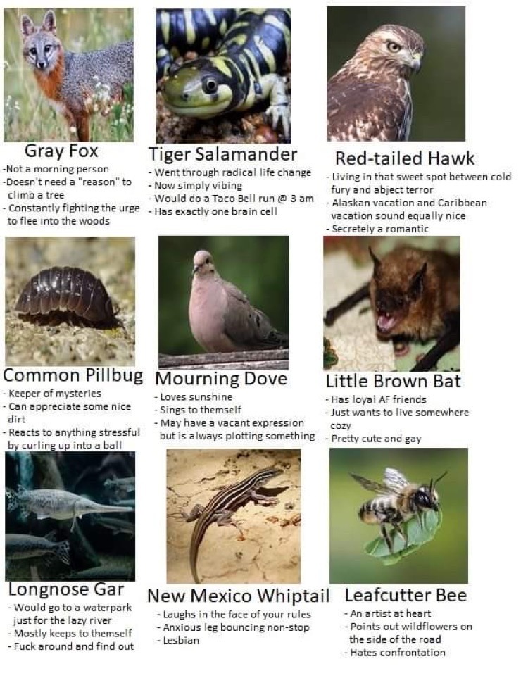 great-and-small:Tag yourself as underappreciated North American fauna!