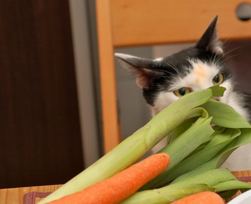 Carrots? What carrots? I don’t know what you’re talking about.(by sndoron2008)