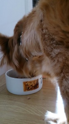 Troya likes her new bowl