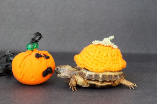 thewhimsyturtle: We don’t have time to carve a pumpkin this year, so Mommy gave me a little cl