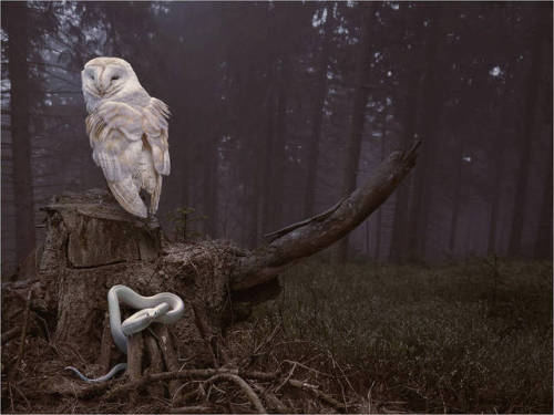 requiem-on-water:TALES FROM EASTERN WOODS by SHUME (MICHAŁ KLIMCZAK)