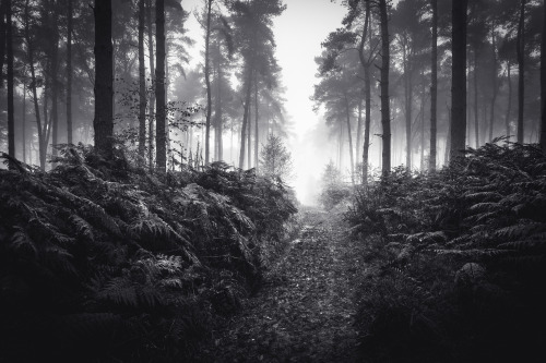 ardley:Sheers Copse &amp; WychwoodPhotographed by Freddie Ardley - Instagram @freddieardley