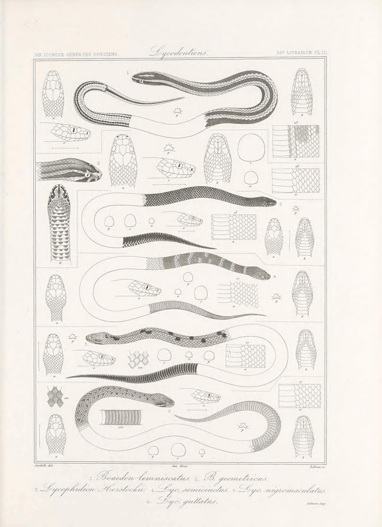 🐍 Iconographie générale des ophidiens
Milan: chez l'auteur [etc.]1860-1881.