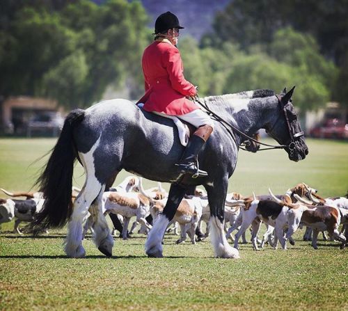 #draghunting #foxhunting #hounds #foxhound #foxhounds #equestrian #trailhunting #foxhunt #hounddog 