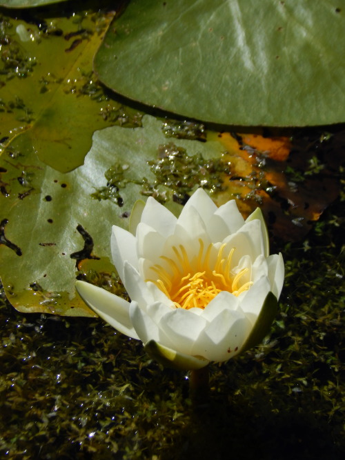 Nymphaea candida, pohjanlumme