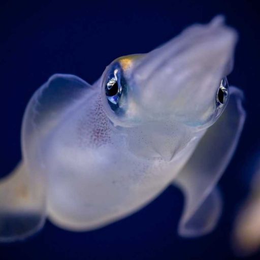 cockatoo squid cockatoo squid