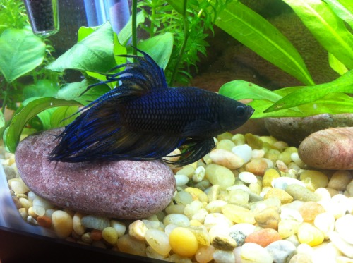 pardonmyfish: A before and after of Nox the betta. Good photographic evidence of why bettas cannot l