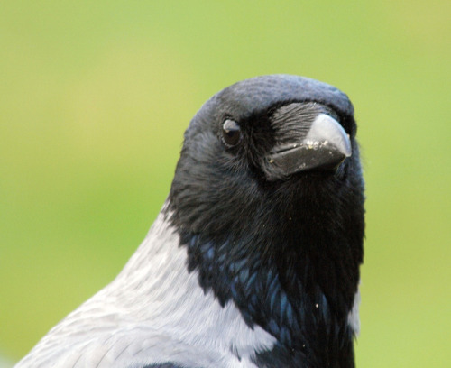 ainawgsd:Hooded CrowThe hooded crow, with its contrasted greys and blacks, cannot be confused with e