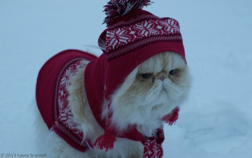 lucifurfluffypants:Winter is cold. 