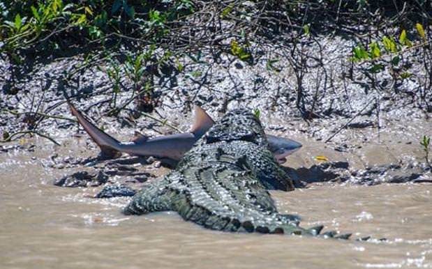 cracked:   No cheap tricks here; that’s not a foam shark prop or anything. Apparently,