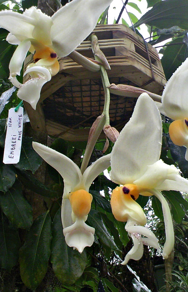 Stanhopea embreei
Stanhopea embreei native to Ecuador, mostly from the western slopes of Andes. It’s relatively new specie, only been discovered in 1960’s and documented in 1980’s and becoming very popular with collectors.
Essence of Stanhopea