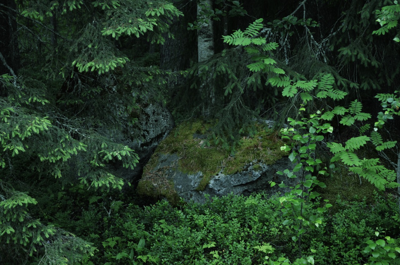 morganathewitch:  Own. Trollskog III. 