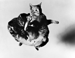 Barbara Morgan - Tossed Cats, 1942.