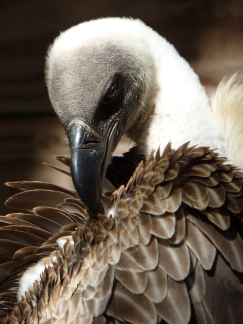 White backed vulture(My photo, do not amend or remove)