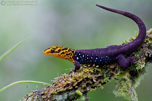 earthlynation:  Shieldhead Gecko (Gonatodes caudiscutatus) (by Lucas M. Bustamante-Enríquez) 