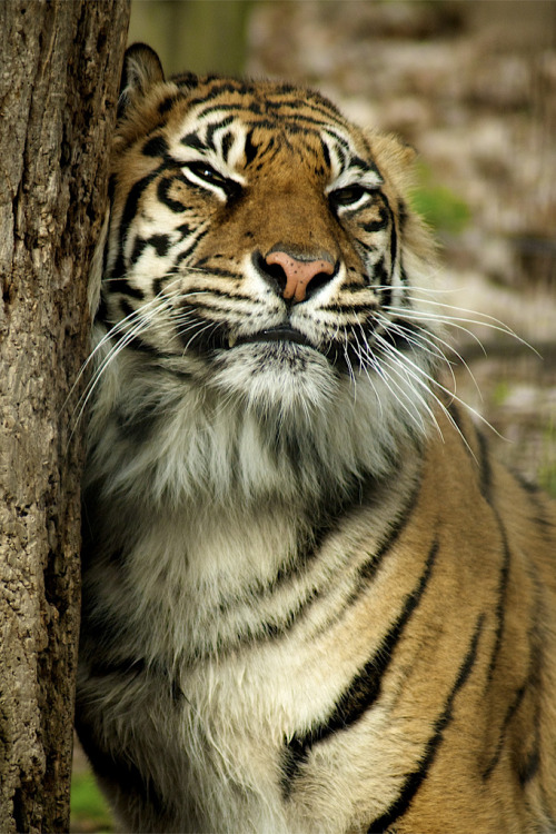 magicalnaturetour:  love your local tree (by conwest_john) 