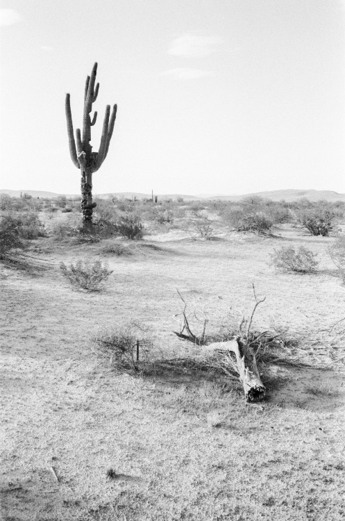 jakedebruyckere: Sonoran Desert in black and white - Olympus Mju ii 35mm film.  Instagram  