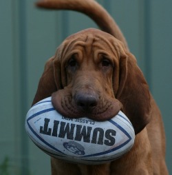 dogsandpupsdaily:  - Bloodhound. Want more? Follow:http://dogsandpupsdaily.tumblr.com/