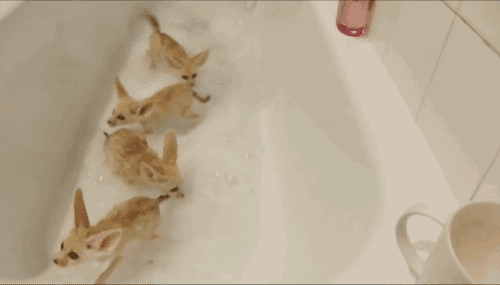 nextworldover:  gifsboom:  Babies Foxes take a bubble bath  mrasmus  