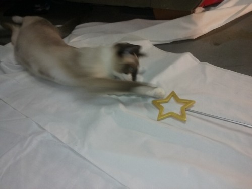 mrchrismad: bunnehhood: I’m just trying to take a shitty photo STOP Magical kitty girls