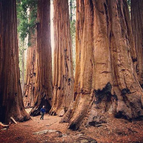 living-consciously:2,500 year old redwoods. Hard to imagine these trees were around when the Romans 