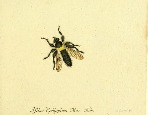 frenchtwist:  Fauna Germanica, Diptera from Panzer’s Faunae Insectorum Germanicae Initia, 1793 Also