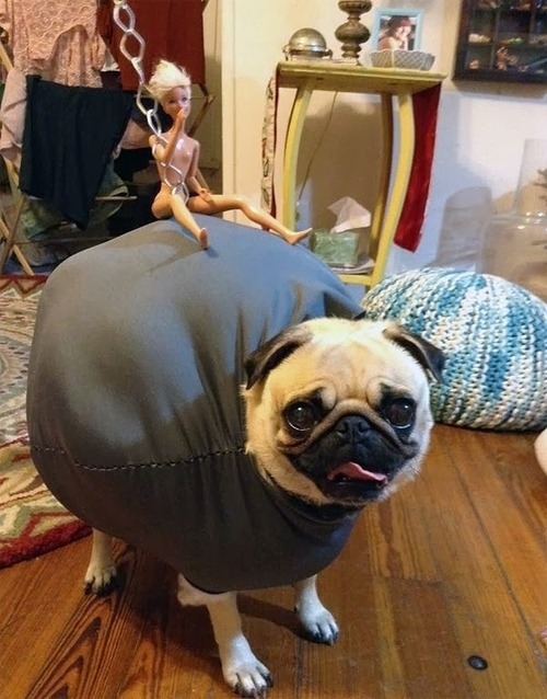 buzzfeed:  Pugs wearing costumes are always amazing. 