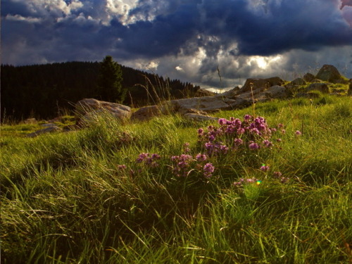 atundratoadstool:❦ Stoker’s Patchwork Transylvania : Landscapes ❦ In writing Dracula, Bram Sto